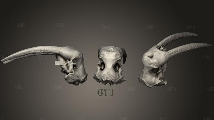 Walrus skull stl model for CNC